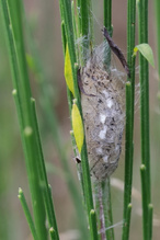 Gespinst von Orgyia antiqua