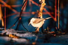 Sumpfmeise - Sonnenuntergang im Wald