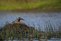 ganz schön großes Nest..
