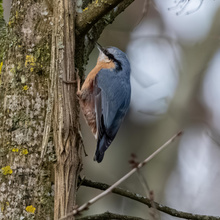 Kleiber (Sitta europaea)