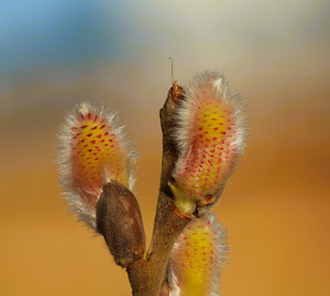 Das frühe Weidenkätzchen.