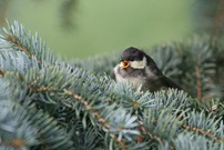 Junge Tannenmeise
