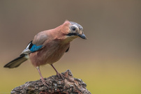 Der Wächter des Waldrands