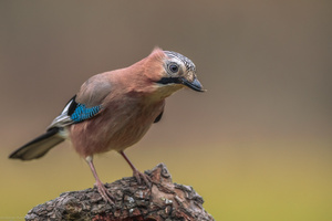 Der Wächter des Waldrands