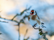 Nahrungsgast im Garten