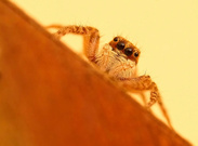 Springspinne mal anders