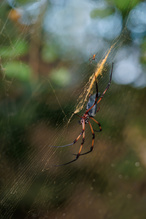 Die Seidenspinne....