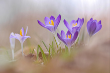 die Feen des Frühlings