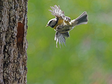 im Anflug auf die Bruthöhle