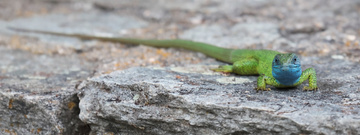 - - E I D E C H S E N P A N O R A M A - -