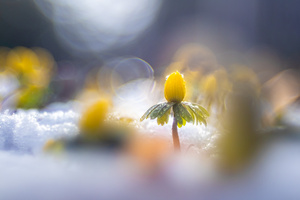 Bei den Winterlingen (Altglas)