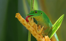 Schleckermäulchen....