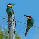 Ein Bienefresser Männchen versucht ein Weibchen mit seiner Beute für sich zu gewinnen