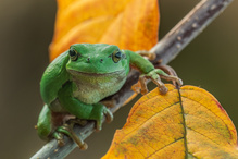 Laubfrosch im Herbst ...