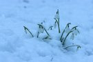 Vom Schnee überrascht