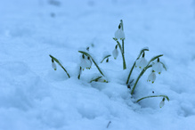 Vom Schnee überrascht
