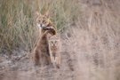 Rohrkatze mit Nachwuchs