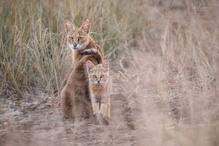 Rohrkatze mit Nachwuchs