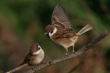 Streitende Feldsperlinge