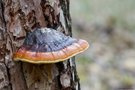 Rotrandiger Baumschwamm