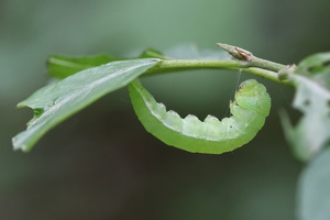 Präpuppe eines Zitronenfalters