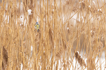 Blaumeise im Schilf