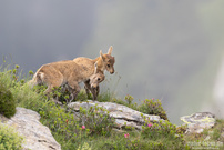 Junge Alpensteinböcke in den Bergen