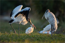 Waldstorch (Mycteria americana)