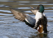 In voller Pracht....