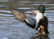 In voller Pracht....