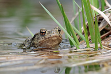 Erdkröte frisch gehäutet