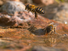 Wasserträgerinnen der Iberische Dunkelbiene (Apis mellifera iberiensis)
