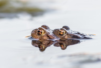 Abschleppunternehmen