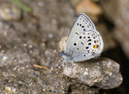 In Ermangelung aktueller Fotos