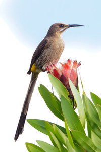 Kaphonigvogel (Promerops cafer)