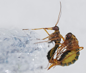 Die wird kaum jemand bisher gesehen haben