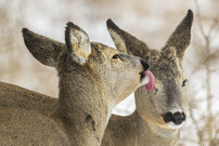 "...Eins aufs Auge..."