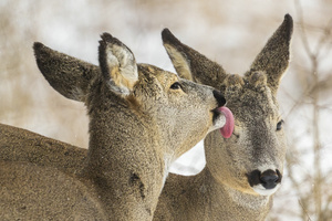 "...Eins aufs Auge..."