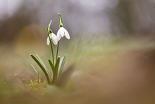 Die ersten Schneeglöckchen