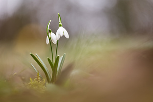 Die ersten Schneeglöckchen