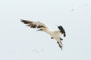Bei miesem Grauwetter am Atlantik