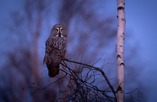 Bartkauz im Abendlicht
