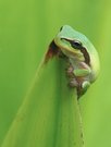 Kleiner Laubfrosch im Ambiente