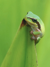 Kleiner Laubfrosch im Ambiente
