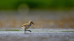 kleiner Säbelschnäbler