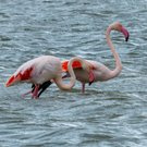 Flamingos bei der Nahrungssuche