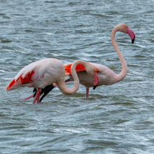 Flamingos bei der Nahrungssuche