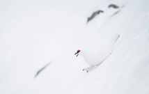 Spezialisten am Berg