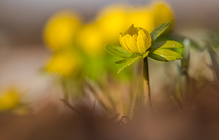 Winterling - Jahrgang 2026