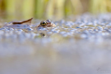 Grasfrosch (Rana temporaria)